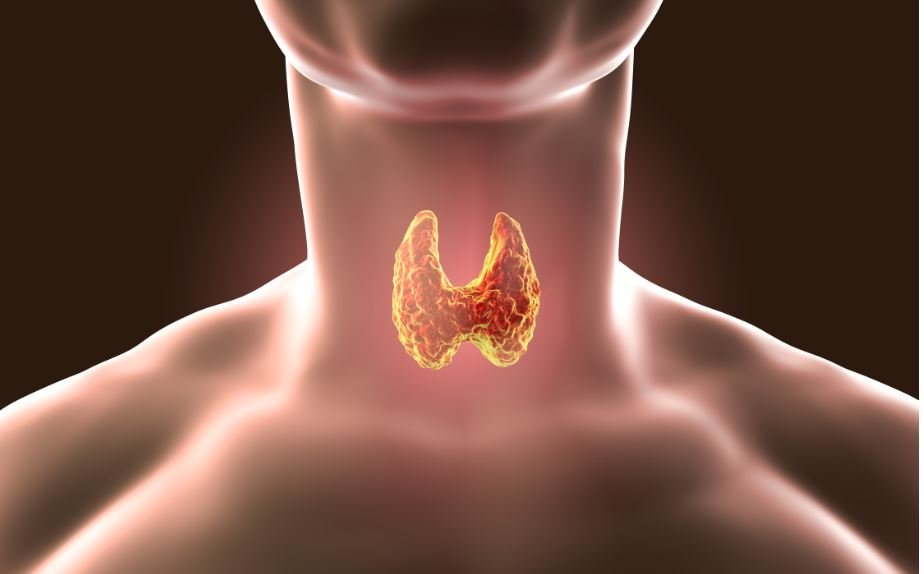 Saiba como descobrir um nódulo na tireoide Litoral SP