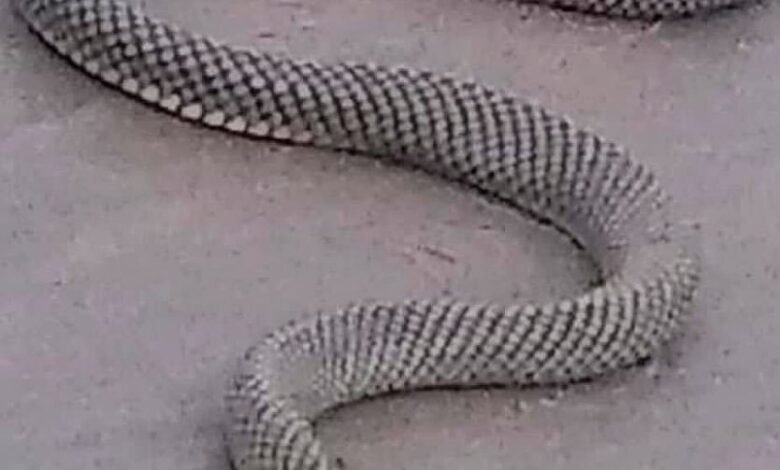 Cobra d'água é vista na praia e banhista salva de espancamento