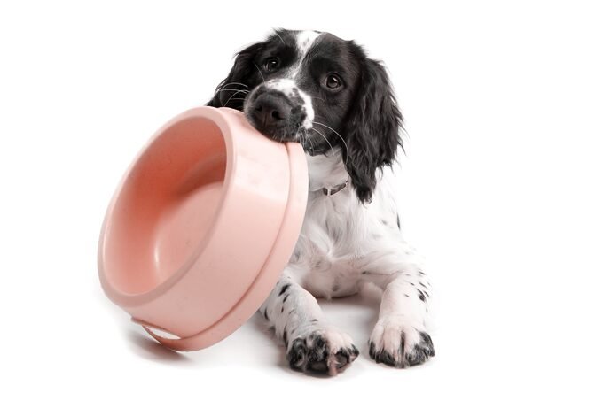 Doe rações para cães e gatos