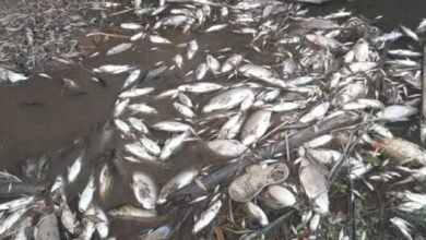 Centenas de peixes aparecem mortos no Litoral