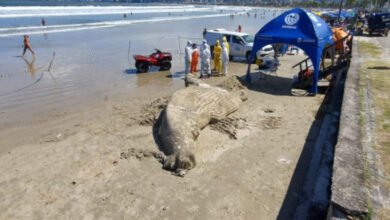 Corpo de filhote de baleia encalha no Litoral de São Paulo