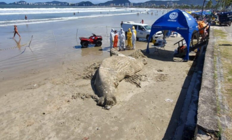 Corpo de filhote de baleia encalha no Litoral de São Paulo