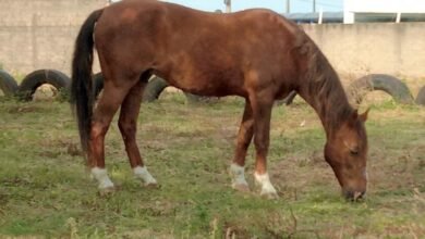 Olímpia intensifica fiscalização de animais em vias públicas