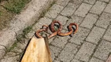 Cobra exótica dos Estados Unidos é encontrada atropelada no Litoral de São Paulo