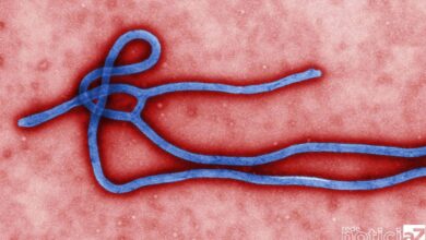 Ebola volta a ser motivo de alerta para o mundo