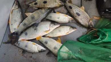 Pesca Ilegal