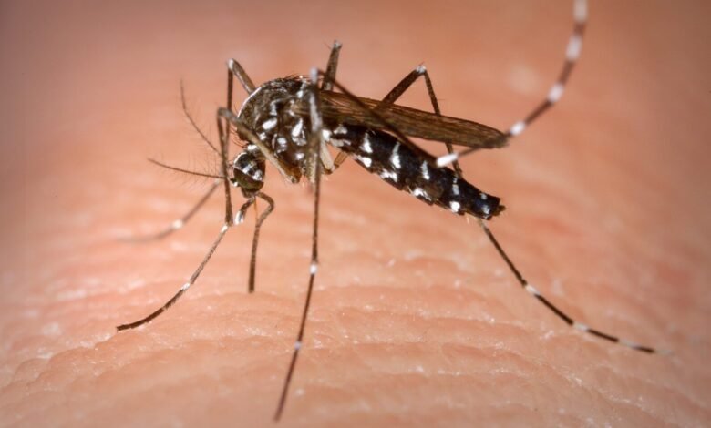 Brasil sofre com surto de dengue e em quatro meses chega ao número de casos da doença