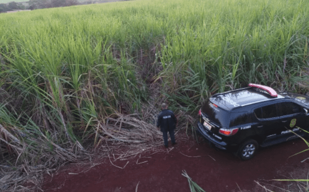 Corpo é encontrado em canavial de Terra Roxa