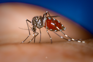 Casos positivos de dengue cresce em Barretos