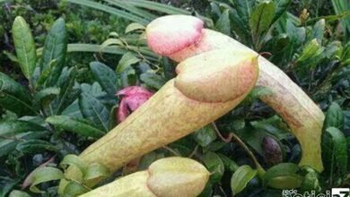 "Planta-pênis" viram febre entre os jovens e correm risco de extinção