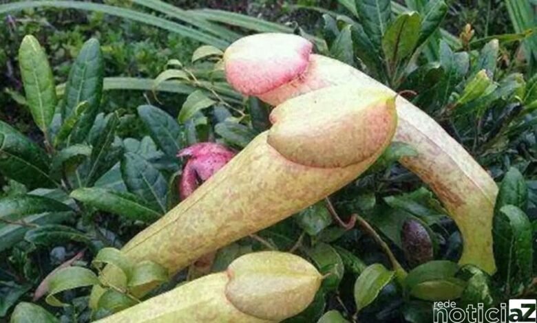 "Planta-pênis" viram febre entre os jovens e correm risco de extinção