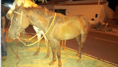 Grupo é detido após furtar dois cavalos