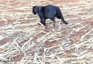 VÍDEO: Onça-preta é vista durante colheita de milho em fazenda