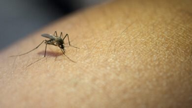Com aumento de casos, Guaíra entra em situação de epidemia de dengue