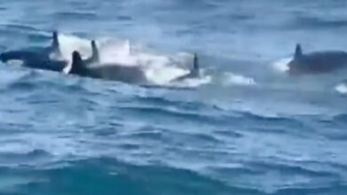 VÍDEO - "Falsas orcas" são vistas nadando no Litoral