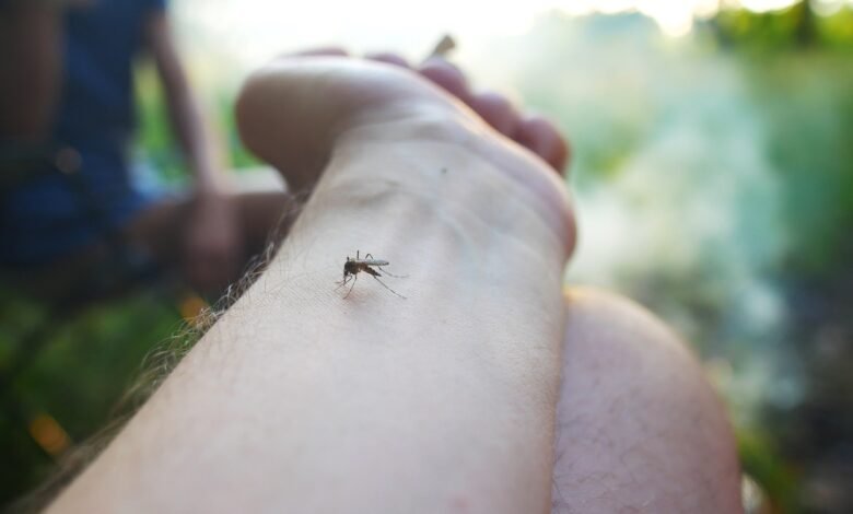 Novos casos de dengue são registrados neste mês