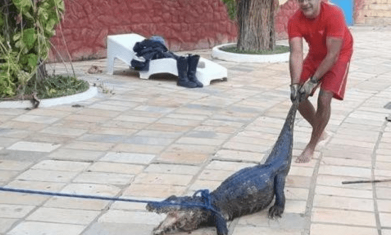VÍDEO: Jacaré é resgatado em piscina de clube em Caldas Novas
