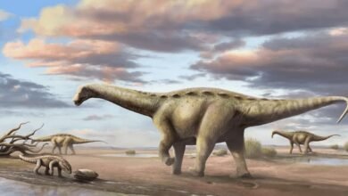 "Titanossauro anão" é descoberto no Interior de São Paulo