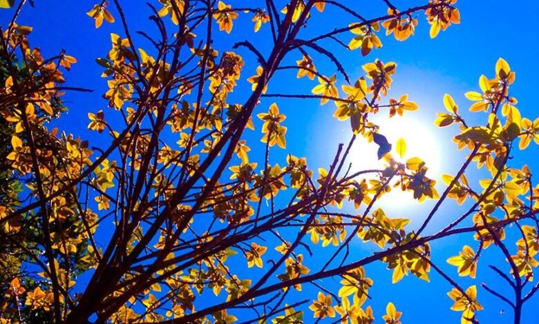 Como será o clima com a chegada da Primavera?