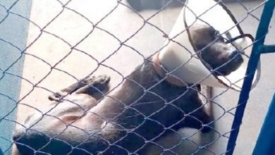 Pai e filho são condenados por espancar cachorro