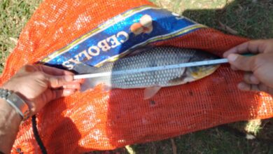 Pescador é multado por capturar espécie proibida na piracema