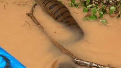 VÍDEO: Sucuri gigante assusta pescadores em rio de Campo Grande