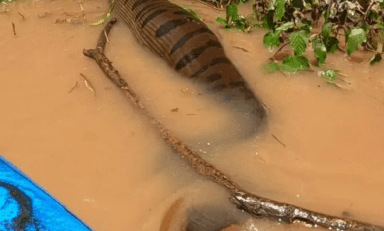 VÍDEO: Sucuri gigante assusta pescadores em rio de Campo Grande