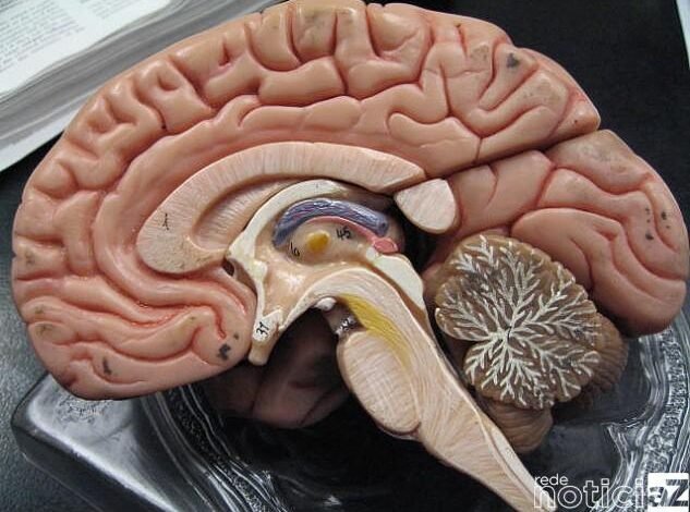 Veja dicas de como exercitar e melhorar o cérebro