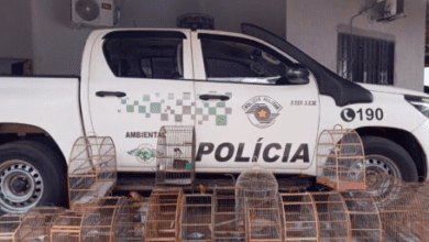 Polícia Ambiental aplica multa após encontrar mais de 20 pássaros em cativeiro