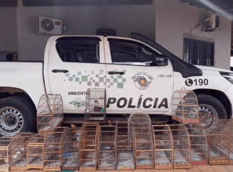 Polícia Ambiental aplica multa após encontrar mais de 20 pássaros em cativeiro