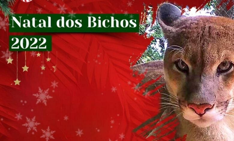 Zoológico referencia em tratamento de animais silvestres promove 2º Natal dos Bichos