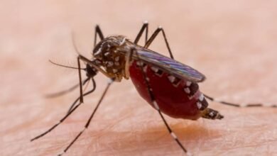 Barretos registrou 4.985 casos de dengue