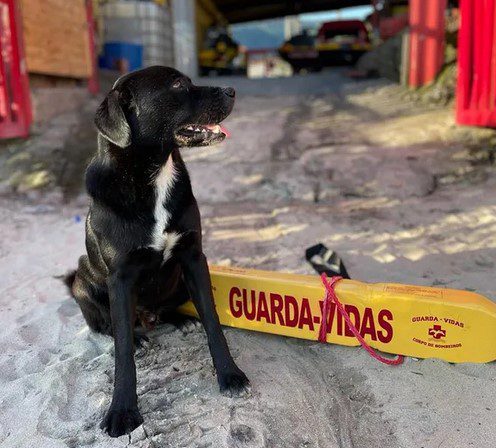 VÍDEO - Cão salva banhistas de afogamento no Litoral