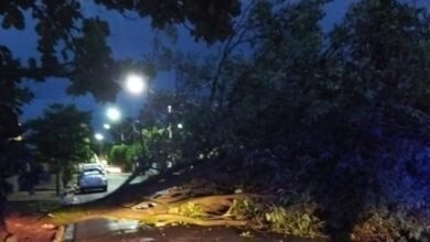 Chuva e vento forte derrubam galhos e árvore na região