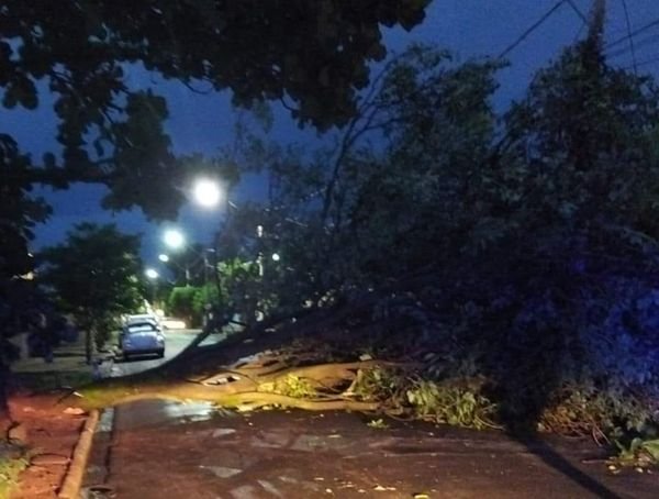 Chuva e vento forte derrubam galhos e árvore na região