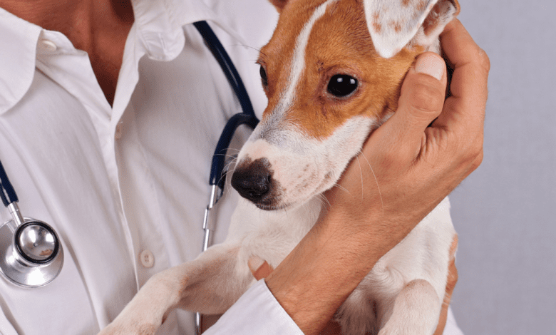 Prefeitura divulga período de agendamento para castração gratuita de cães e gatos