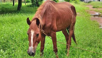 Cavalo é resgatado no parque Maracá