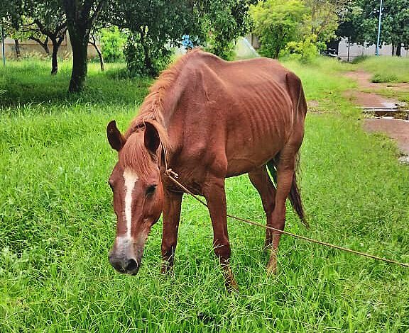 Cavalo é resgatado no parque Maracá