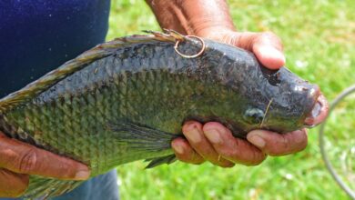 Barretos realiza o 4º Torneio Oficial de Pesca "Pirapesca" na Região dos Lagos