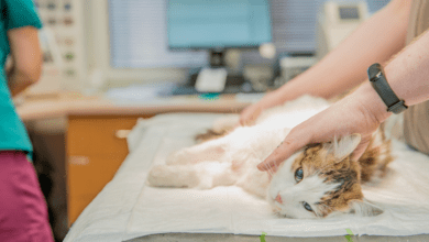 Cadastro para castrações de cães e gatos pode ser realizados no canil municipal