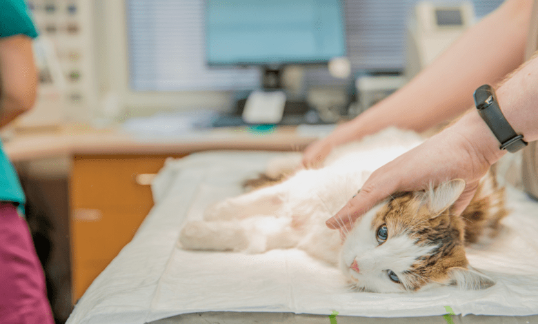 Cadastro para castrações de cães e gatos pode ser realizados no canil municipal