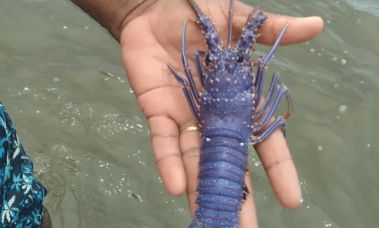 Espécie rara de lagosta azul é encontrada pela segunda vez no Brasil