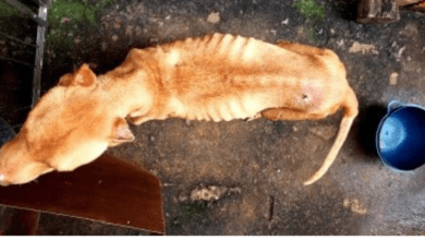 Homem é preso em flagrante por maus tratos a animal