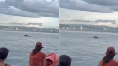 VÍDEO - Golfinhos aparecem para alunos de canoa havaiana