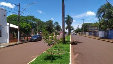 Ipês plantados de forma irregular serão realocados