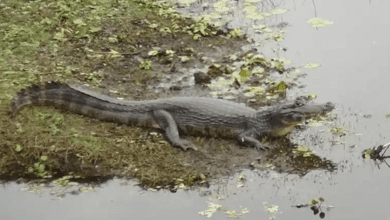 Pescadora é atacada por jacaré nas margens do rio Grande