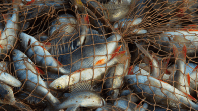 Polícia Ambiental faz autuação de três homens por pesca irregular