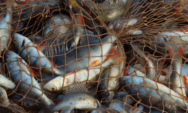 Polícia Ambiental faz autuação de três homens por pesca irregular