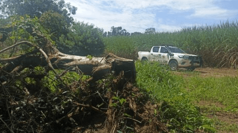 Polícia Ambiental multa proprietário por cultivo de cana em área embargada