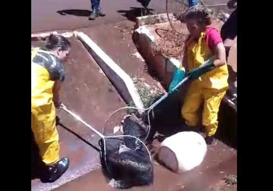 Tamanduá-bandeira é resgatado e solto após avaliação do Zoo Municipal